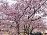 バスツアー参加の皆様と河津桜