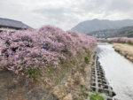 満開の河津桜